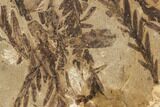 Metasequoia Fossil Plate - Cache Creek, BC #110905-2